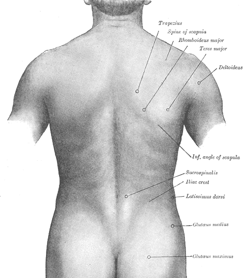 A public-domain anatomical drawing from Gray's Anatomy showing the surface anatomy of the human back